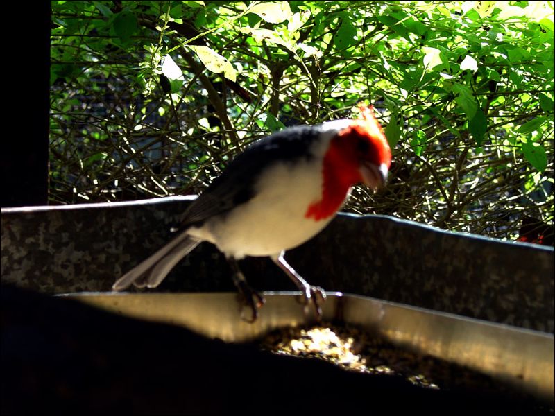 gal/holiday/Brazil 2005 - Foz do Iguacu Birds Sanctuary/Bird_Sanctuary_Iguacu_DSC07139.jpg